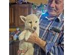 Mutt Puppy for sale in David City, NE, USA