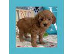 Goldendoodle Puppy for sale in Los Angeles, CA, USA