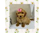 Goldendoodle Puppy for sale in Los Angeles, CA, USA