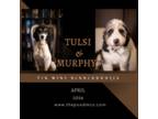 Tulsi/Murphy