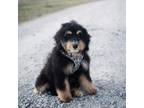 Mutt Puppy for sale in Tulsa, OK, USA