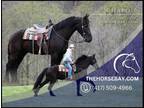 Meet Chapo Black Friesian Sport Horse Gelding - Available on [url removed]