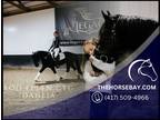 Meet Dahlia Friesian TWH X Black Mare - Available on [url removed]