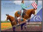 Meet Lavender Sorrel Quarter Paint Mare - Available on [url removed]
