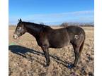 BHR TAG YOURE IT â 2019 AQHA Bay Mare x Hasta Be Fast x Pritzi Dash out of