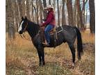 BLUE BERT â 2014 GRADE Quarter Horse Blue Roan Gelding!