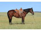 DIESEL â 2008 GRADE Quarter Horse Bay Gelding! Go to www.Billingslivesto