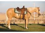 JT REFLECTION DOCBAR â 2018 AQHA Palomino Gelding x Mr Casper Doc Bar x