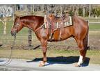 SCC BOONFROST â 2016 AQHA Sorrel Gelding x Southerns Booncat x