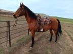 SLEW â 2010 GRADE Quarter Horse Bay Gelding! Go to www.Billingslivestock