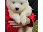 Samoyed Puppy for sale in Lewisburg, PA, USA