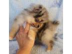 Pomeranian Puppy for sale in Miami, FL, USA