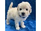 Maltipoo Puppy for sale in Appleton, WI, USA