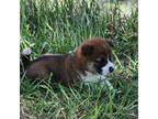 Shiba Inu Puppy for sale in Westcliffe, CO, USA