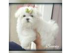 Maltese Puppy for sale in Moreno Valley, CA, USA