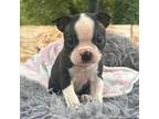 Boston Terrier Puppy for sale in Cheraw, SC, USA