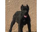 Cane Corso Puppy for sale in Morongo Valley, CA, USA