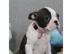 Boston Terrier Puppy for sale in Brooksville, FL, USA