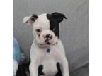 Boston Terrier Puppy for sale in Brooksville, FL, USA