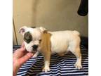 Boston Terrier Puppy for sale in Saint Hedwig, TX, USA