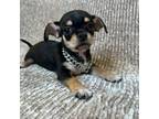 Chihuahua Puppy for sale in Stroudsburg, PA, USA