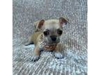 Chihuahua Puppy for sale in Stroudsburg, PA, USA