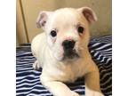 Bulldog Puppy for sale in Saint Hedwig, TX, USA