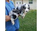 Australian Shepherd Puppy for sale in Crystal River, FL, USA