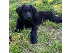 Labradoodle Puppy for sale in Washougal, WA, USA