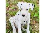 Dalmatian Puppy for sale in Brooksville, FL, USA