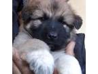 King Shepherd Puppy for sale in Los Angeles, CA, USA