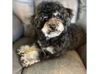 Poodle (Toy) Puppy for sale in Rogers, AR, USA