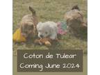 Coton de Tulear Puppy for sale in Converse, IN, USA