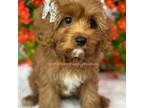 Cavapoo Puppy for sale in San Bernardino, CA, USA