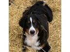 Bernese Mountain Dog Puppy for sale in Morris, MN, USA