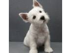 Westie Terrier Puppies