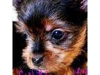 Yorkshire Terrier Puppy for sale in Carrollton, OH, USA