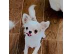 Chihuahua Puppy for sale in Santa Rosa Beach, FL, USA