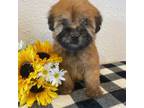 Mutt Puppy for sale in Salem, MO, USA