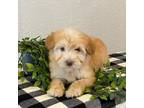 Mutt Puppy for sale in Salem, MO, USA