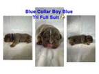 Olde English Bulldogge Puppy for sale in Loris, SC, USA