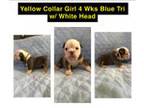 Olde English Bulldogge Puppy for sale in Loris, SC, USA