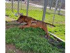 Lucky Boy, American Staffordshire Terrier For Adoption In Newberry