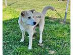 Olaf, Labrador Retriever For Adoption In Newberry, South Carolina