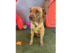 Senorita Miel, American Pit Bull Terrier For Adoption In Carlsbad, California