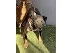 Abby, Doberman Pinscher For Adoption In Carlsbad, California