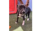 Rufus, Labrador Retriever For Adoption In Carlsbad, California