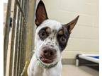 Banjo, Jack Russell Terrier For Adoption In Virginia Beach, Virginia