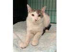 Matt, Domestic Shorthair For Adoption In Brooklyn, New York