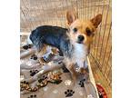 Cheech, Terrier (unknown Type, Small) For Adoption In Cottonwood, Arizona